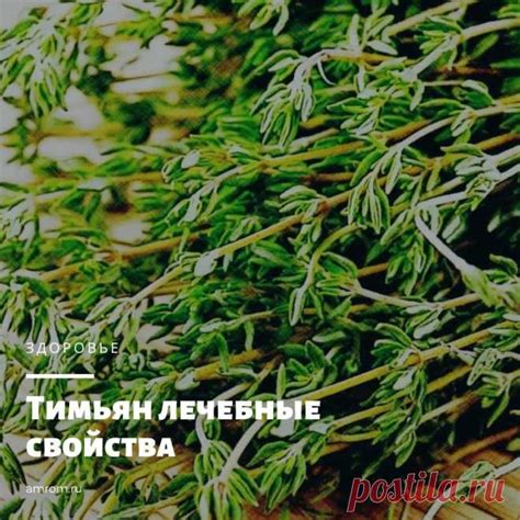 Тимьян: полезные свойства .